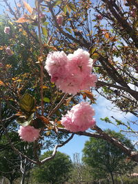 Low angle view of pink flowers blooming on tree