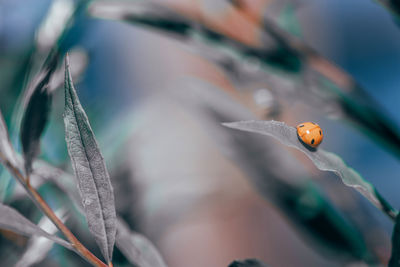 Close-up of insect on plant