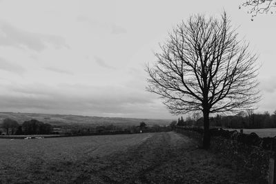 Bare tree on field against sky