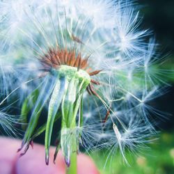 Close-up of dandelion