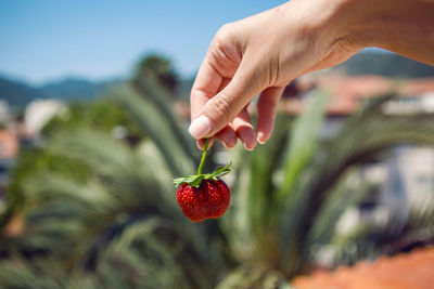 Girl hand holding a juicy red ripe strawberries on a background of palm tree in the summer