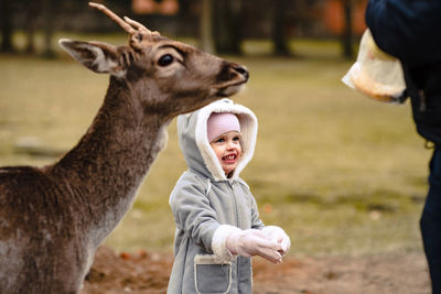 Close-up of deer