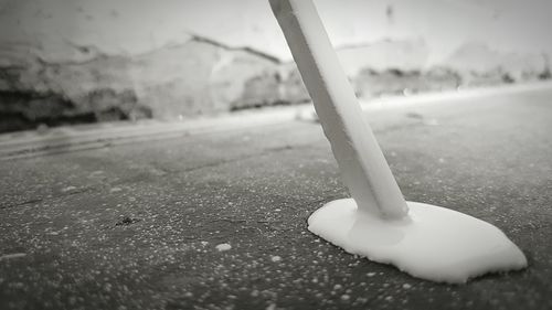Close up of plant against blurred background
