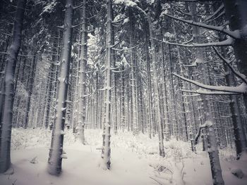 Snow covered trees in forest