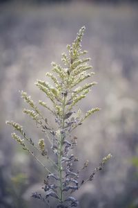 Close-up of snow on plant during winter