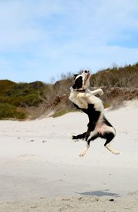 Dog jumping on sand at beach against sky