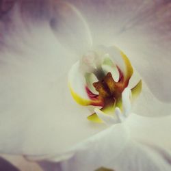 Close-up of flowers