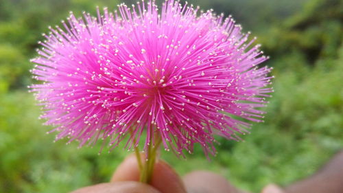 Close-up of pink flower