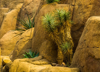 Cactus growing in desert