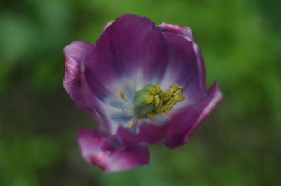 Close-up of purple flower