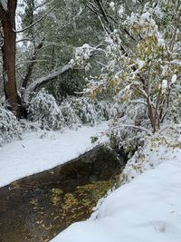 Snow covered plants and trees in forest