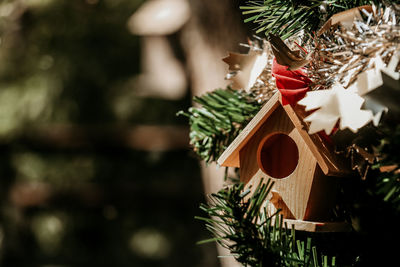 Close-up of christmas tree