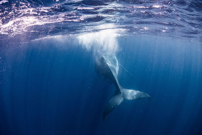 Close-up of swimming in sea