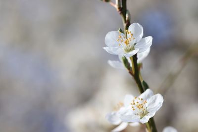 Close-up of white cherry blossom