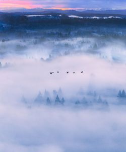 Birds flying in sky