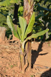 Close-up of plant on field