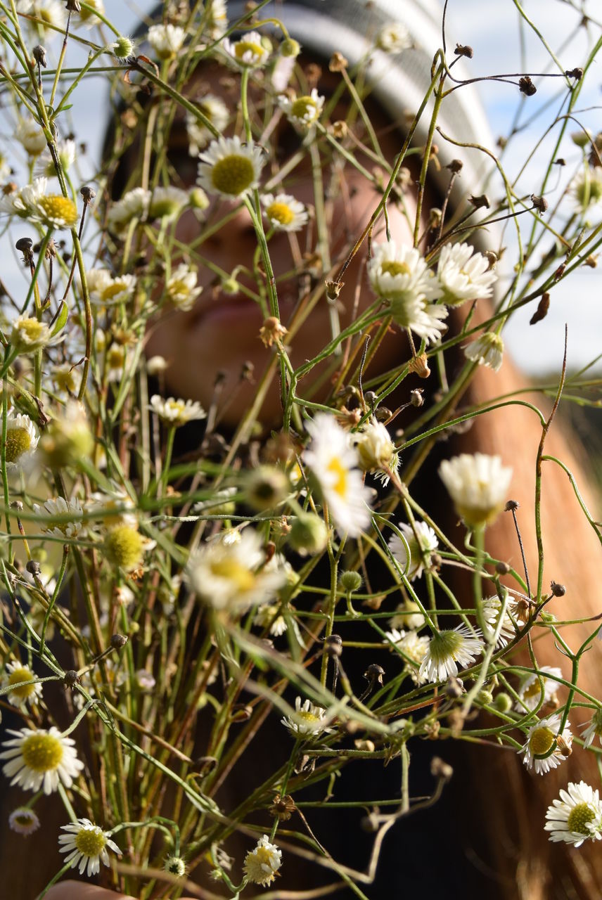 CLOSE-UP OF WHITE FLOWERS