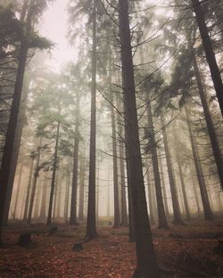 Trees in forest