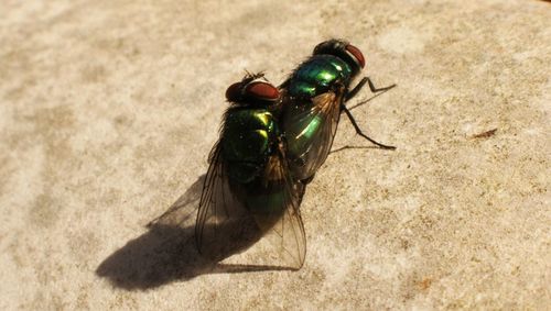 Close-up of insect