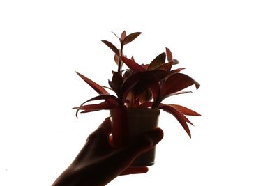 Close-up of hand holding flower over white background