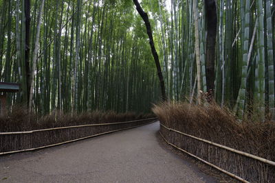Empty footpath in bamboo grove
