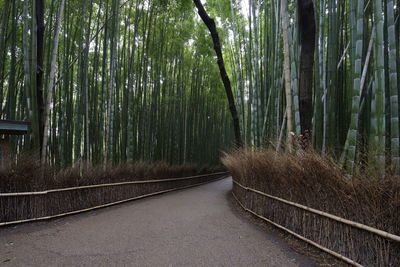 View of bamboo trees in forest