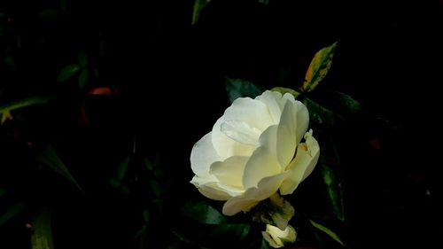 Close-up of white rose