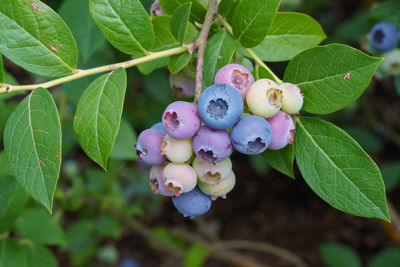Blueberry, vaccinium myrtillus, fruits of summertime