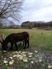 Horse grazing on field against sky