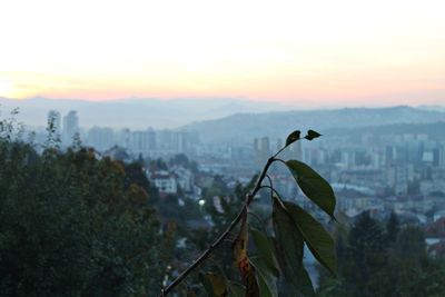 Trees against sky during sunset