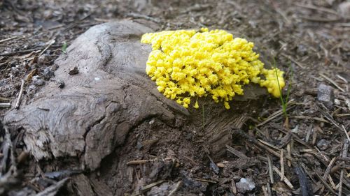 Close-up of yellow flowers