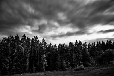 Pine trees in forest against sky