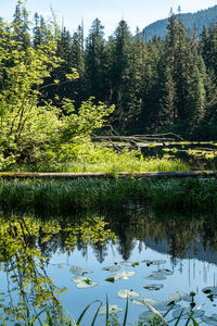 Scenic view of lake in forest