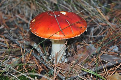 High angle view of orange mushroom growing on field