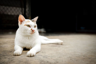 Portrait of white cat relaxing on floor