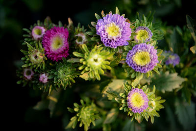 Close-up of flowers blooming outdoors