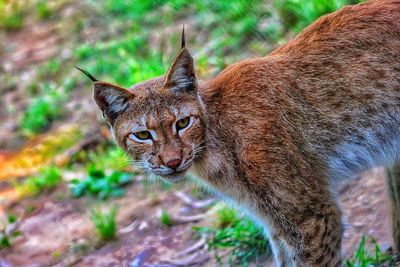Portrait of wild cat standing in forest