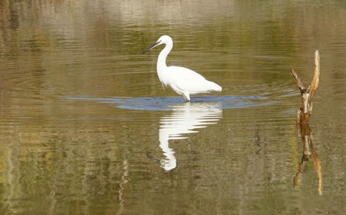 Bird in lake