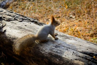 Close-up of squirrel sitting on wood