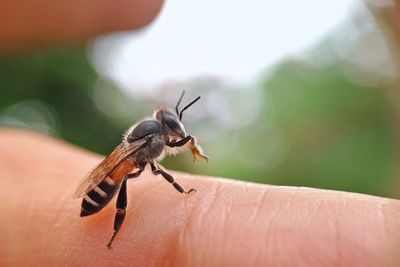 Close-up of insect on hand