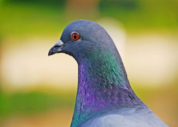 Close-up of a bird