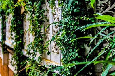 Close-up of ivy growing on tree