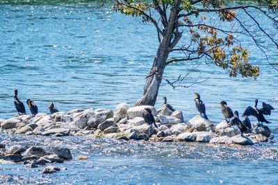 Seagulls perching on shore by sea against sky