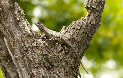 View of lizard on tree trunk