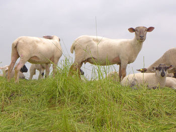 Sheep on grass