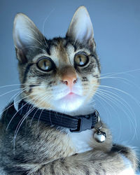 Close-up portrait of a cat