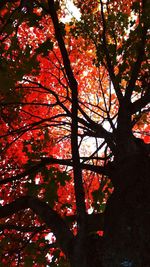 Low angle view of trees