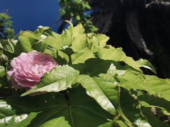 Close-up of pink flowering plant