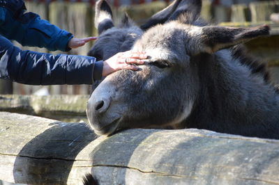 Close-up of hand feeding ass