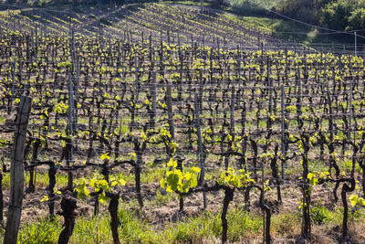 Plants growing in vineyard